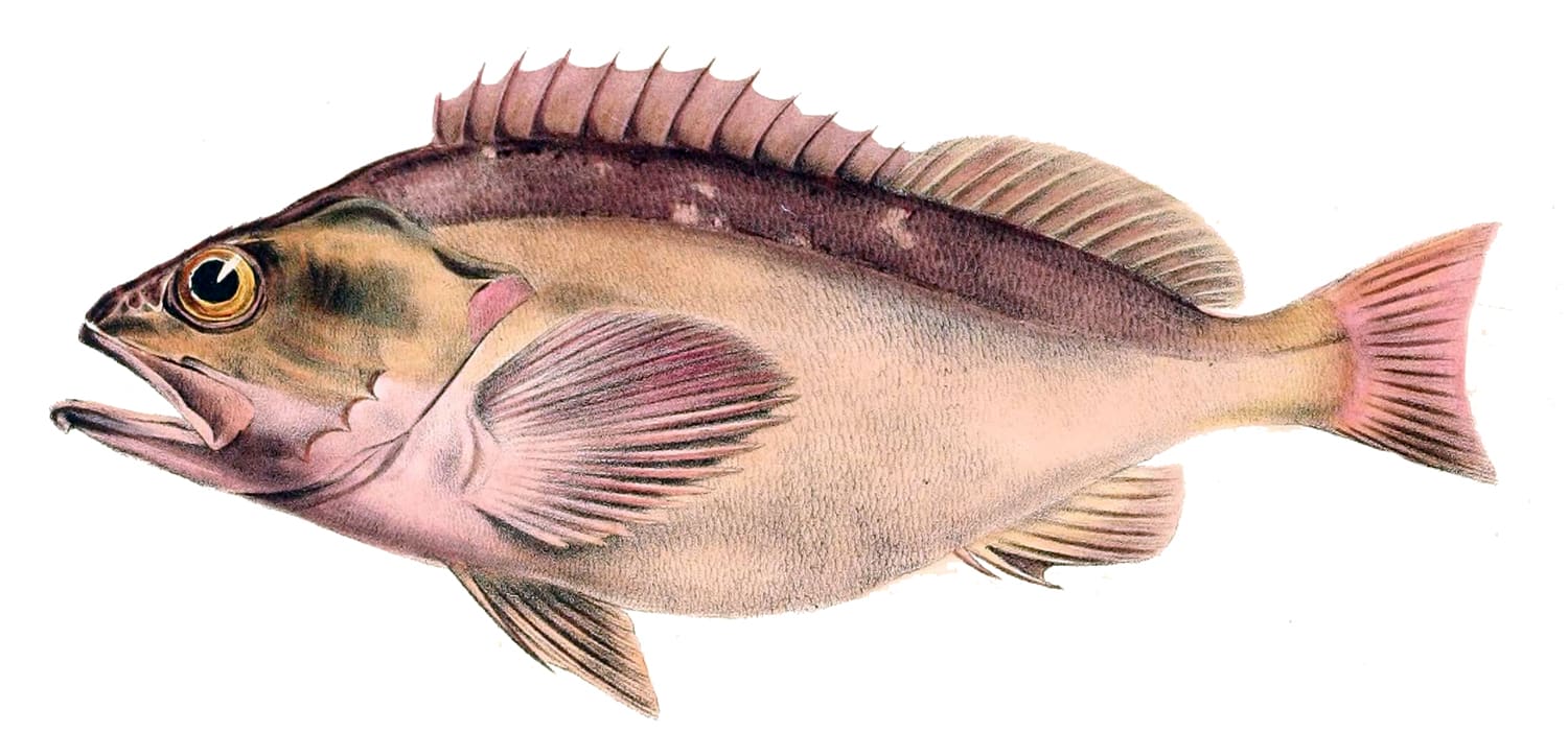Blackbelly rosefish