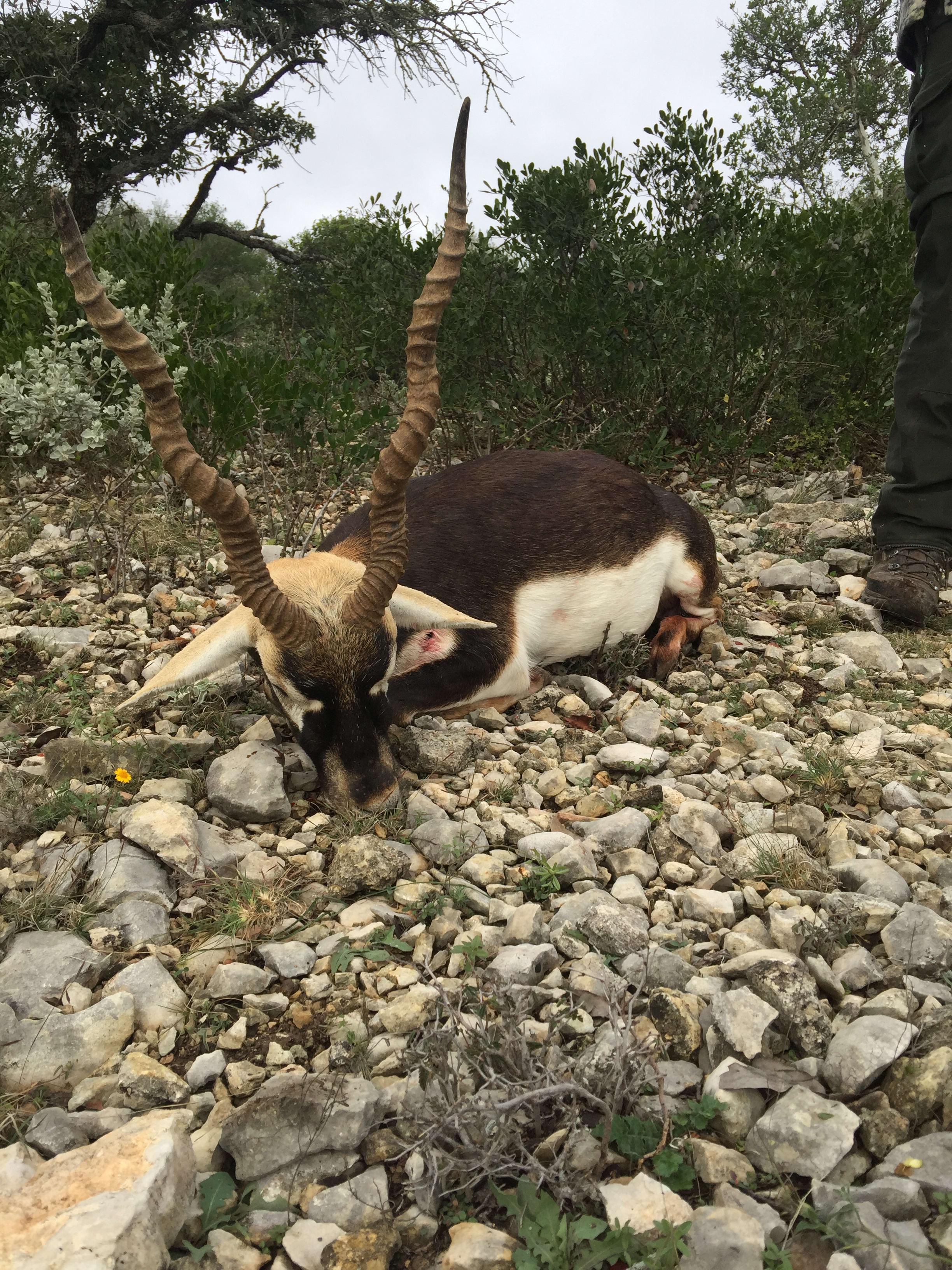 Blackbuck