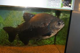 Black pacu