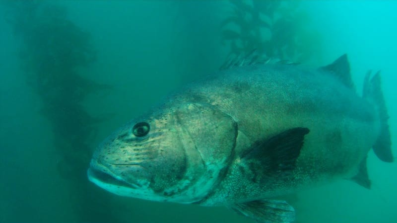 Black sea bass