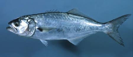 Bluefish