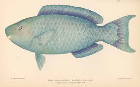 Blue parrotfish