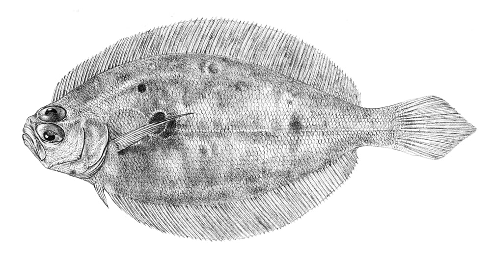 Brazilian flounder