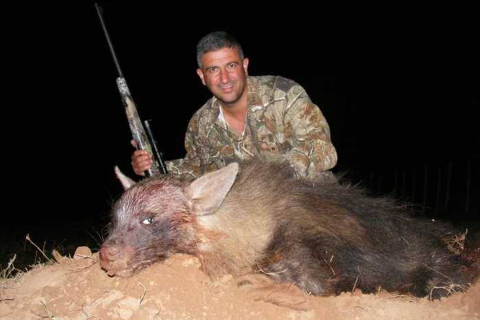 Brown hyena