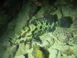 Brown marbled grouper