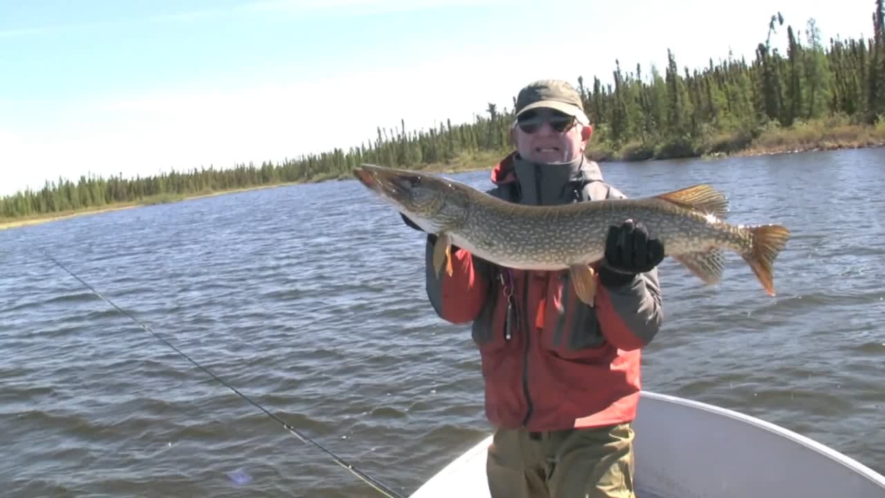 Burbot