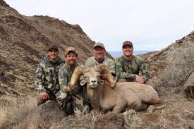 California bighorn sheep