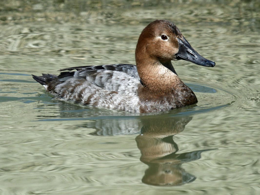 Canvasback duck