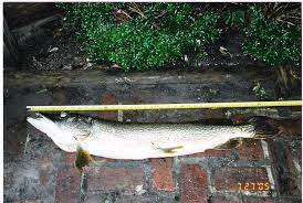 Chain pickerel