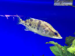 Chinese perch