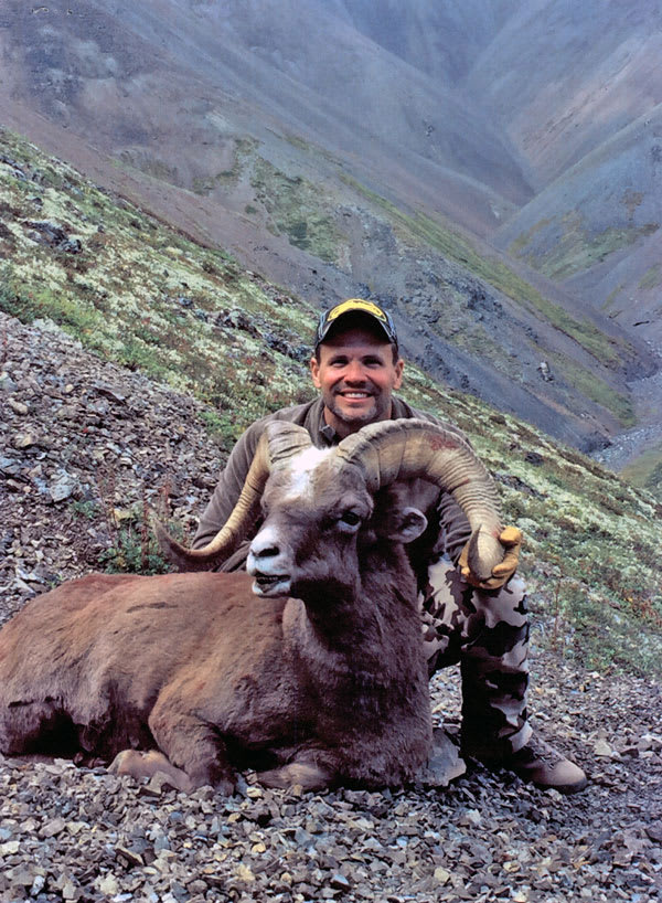 Chukotka snow sheep