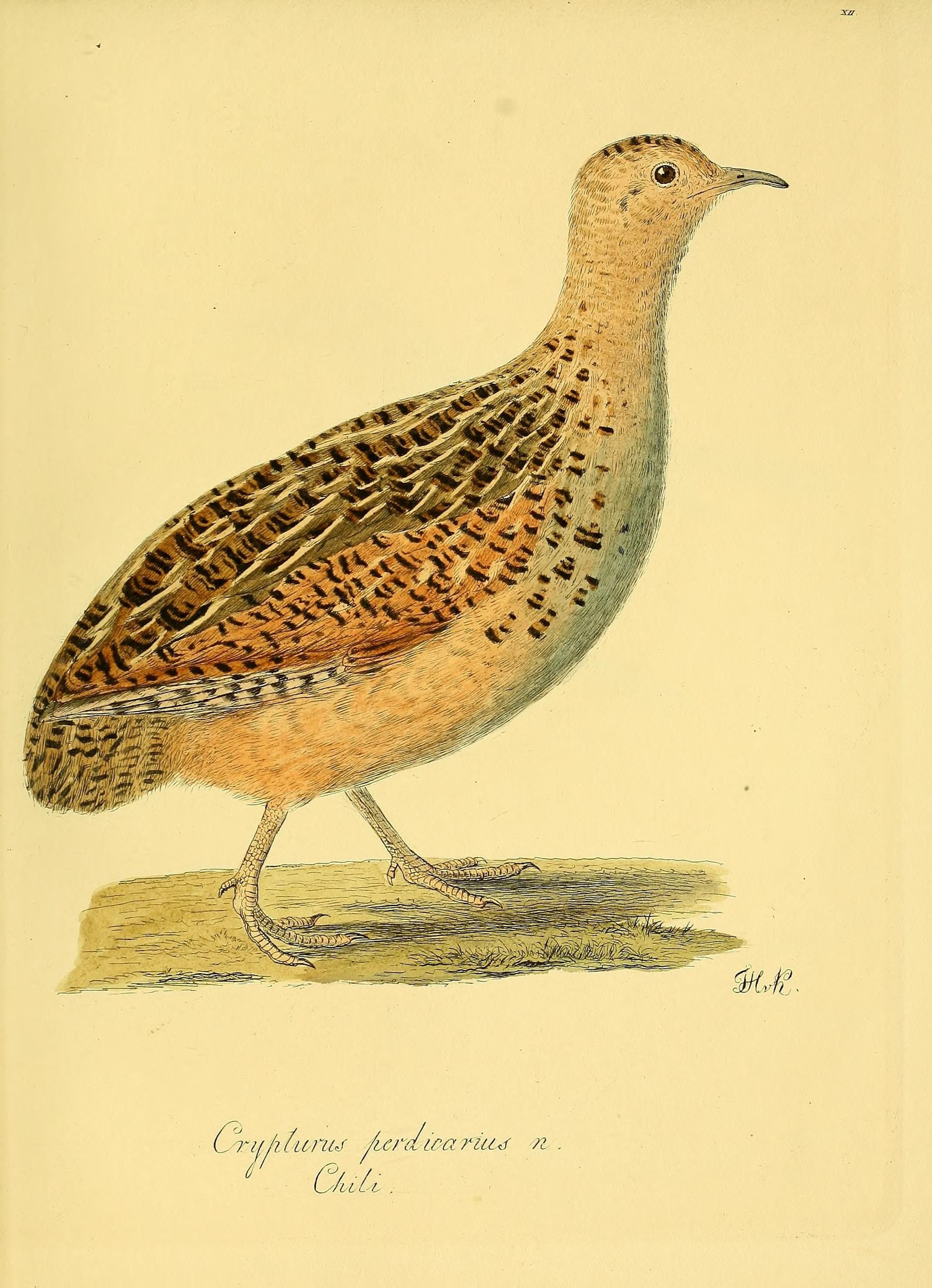 Chilean tinamou