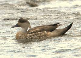 Crested duck