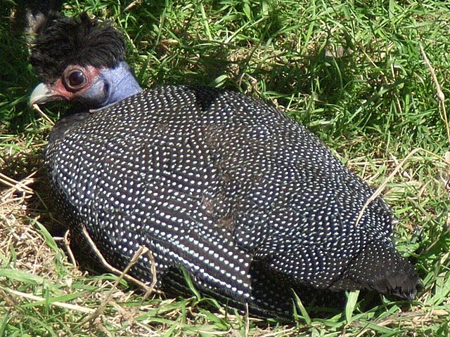 Crested guineafowl
