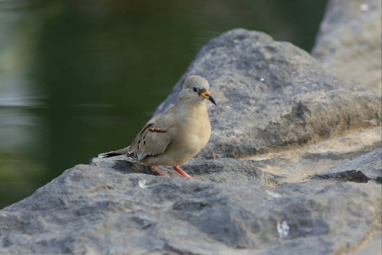 Croaking ground dove