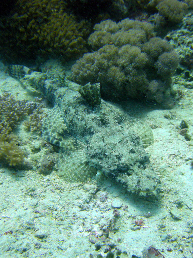Crocodile flathead