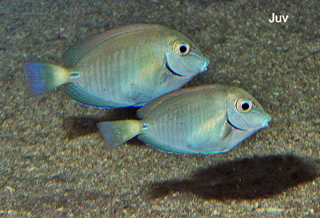 Doctorfish