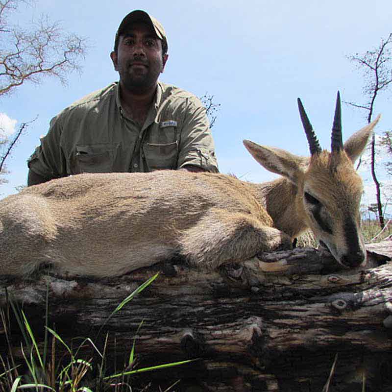 East African bush duiker