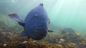 Eastern blue groper