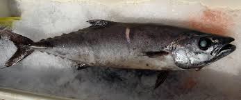 Escolar