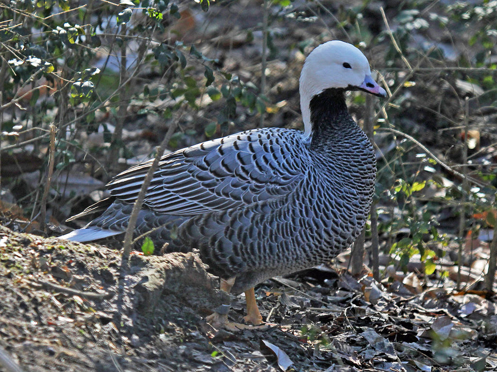 Emperor goose
