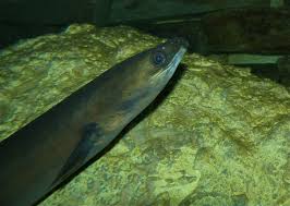 European eel