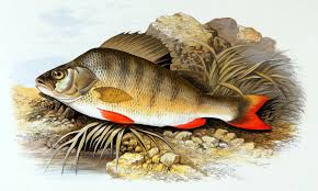 European perch