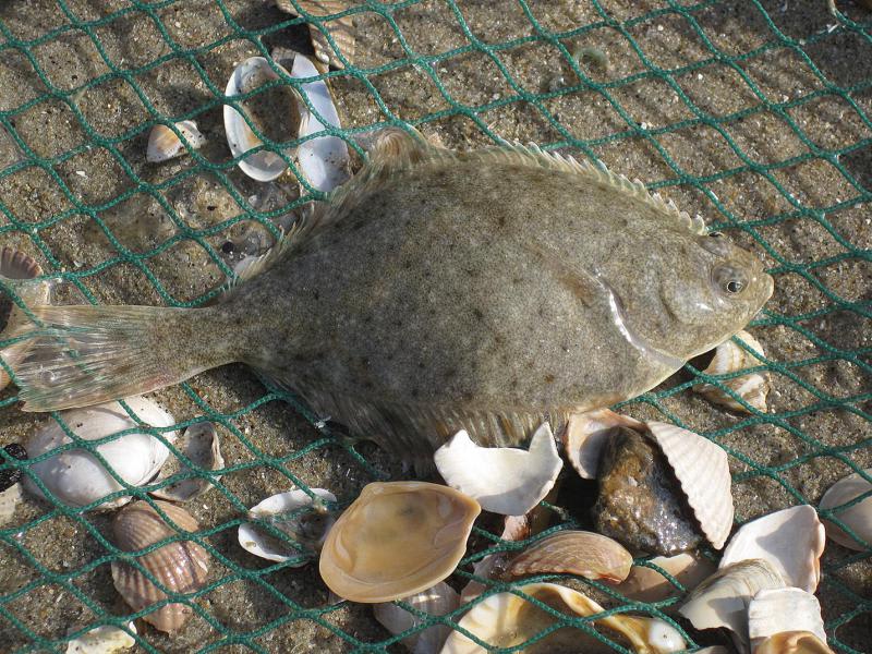 European flounder