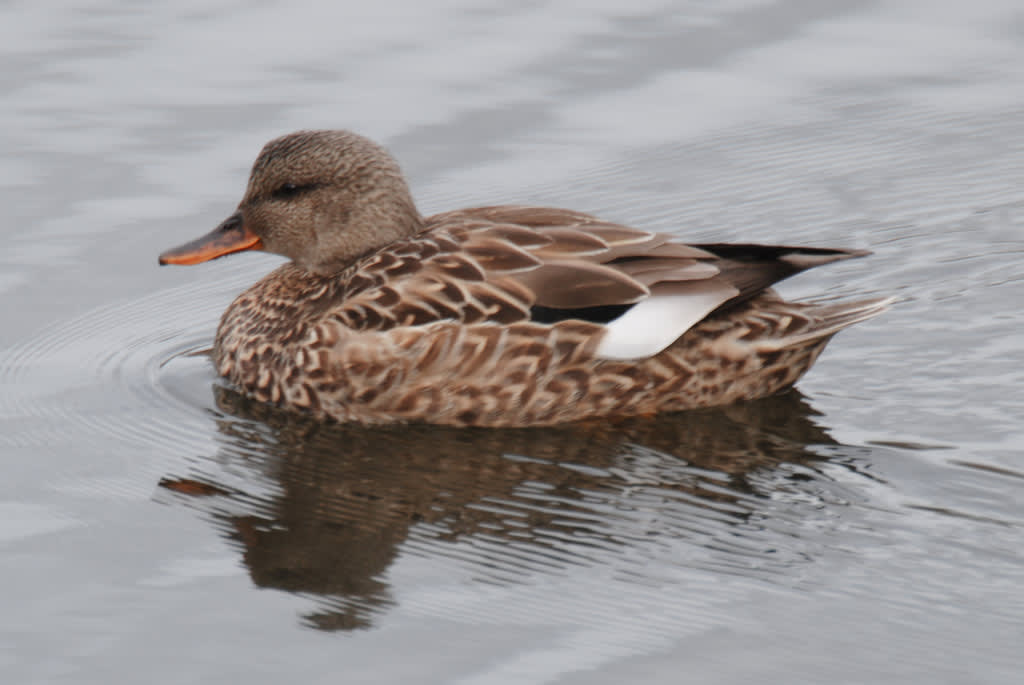 Gadwall duck