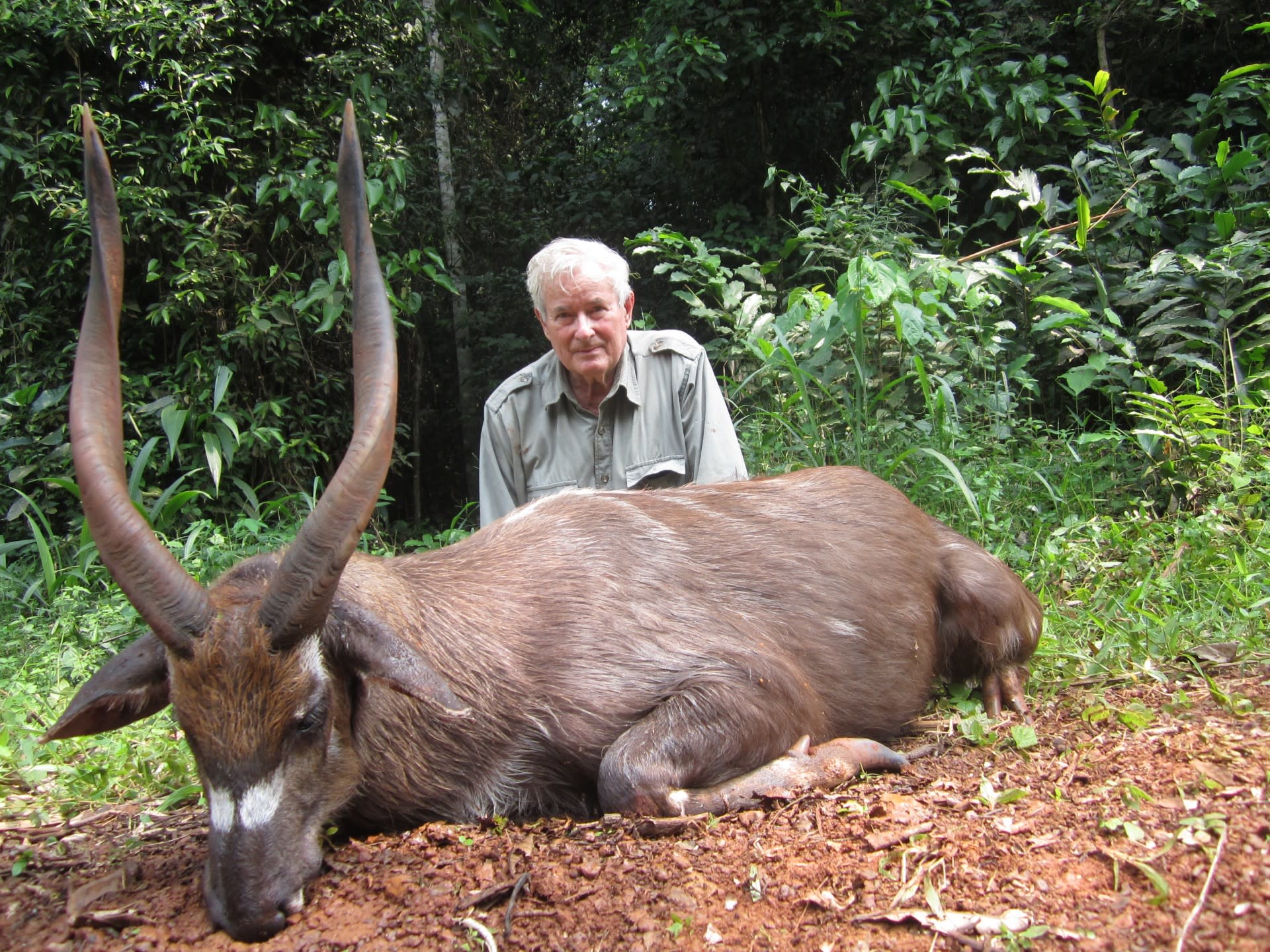Forest sitatunga