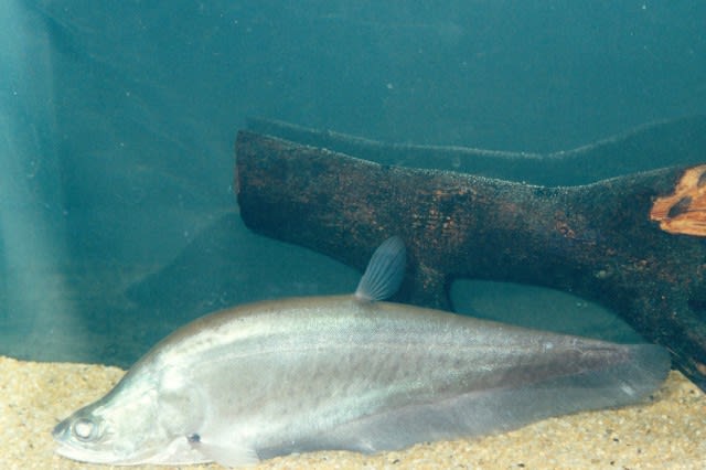 Giant featherback
