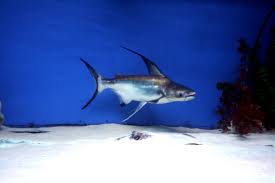 Giant pangasius