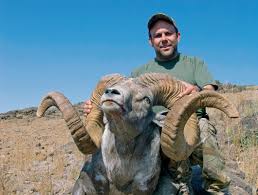 Gobi argali