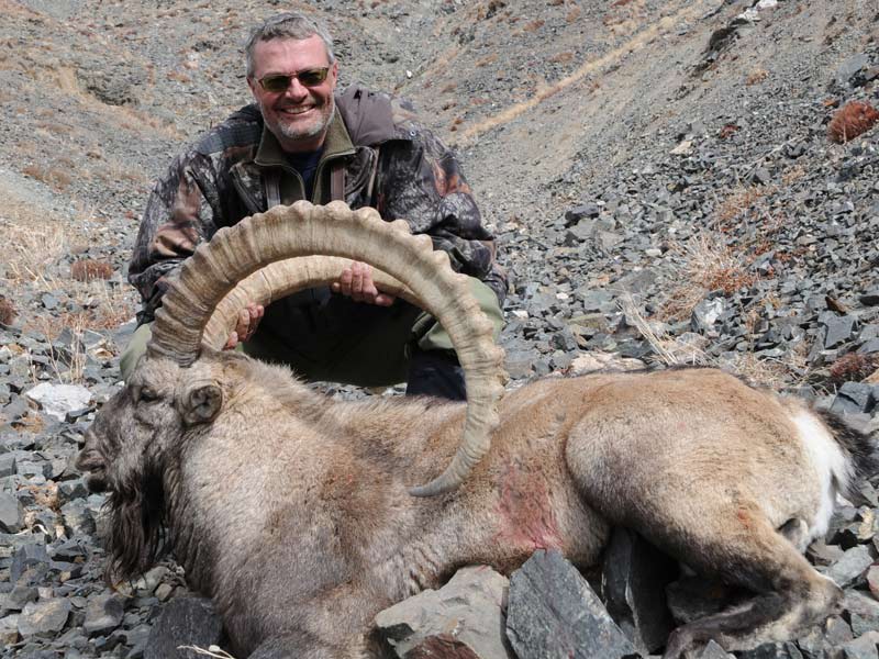 Gobi ibex