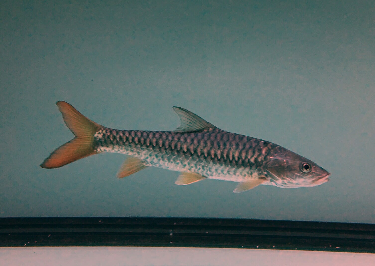 Golden mahseer