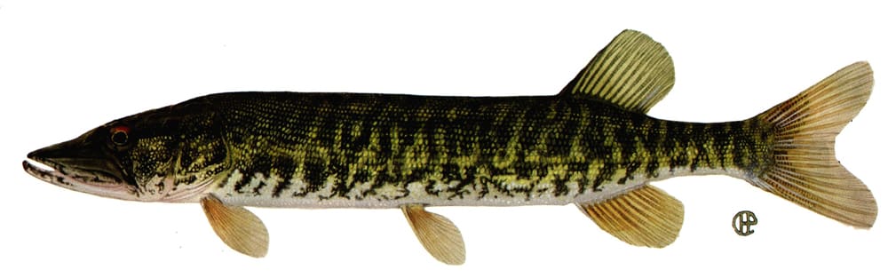 Grass pickerel