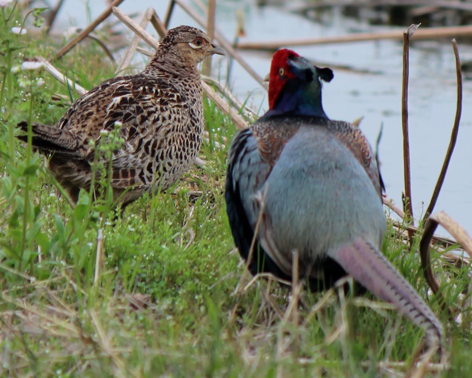 Green pheasant