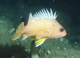 Greenspotted rockfish
