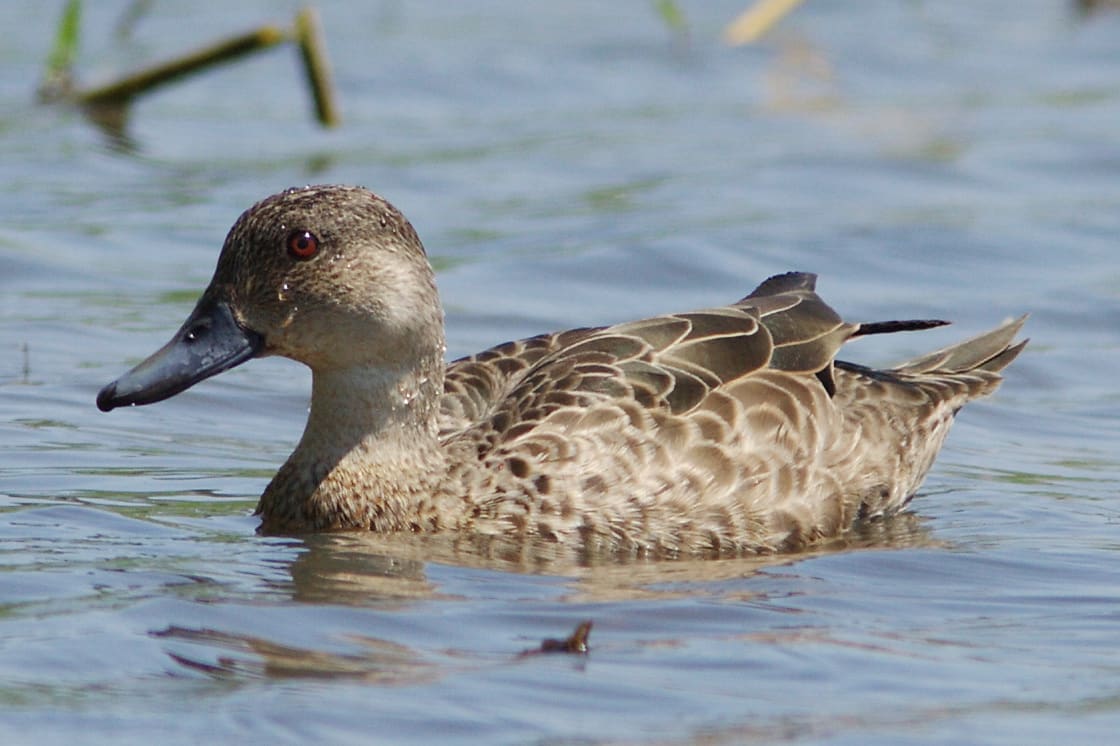 Grey teal duck