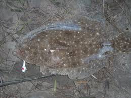 Gulf flounder