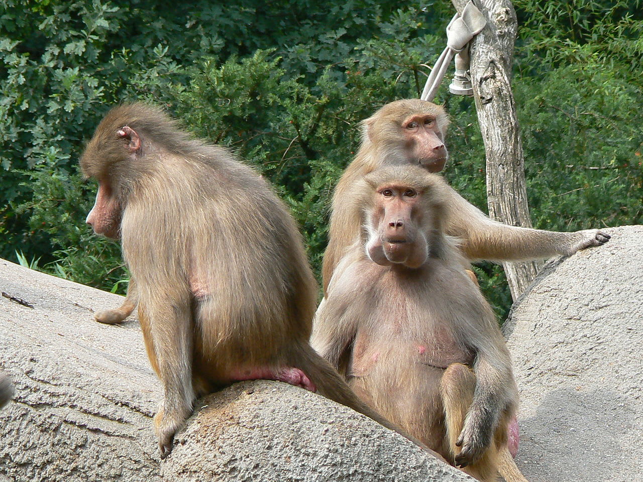 Hamadryas Baboon