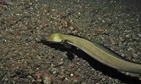 Highfin snake eel