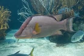 Hogfish