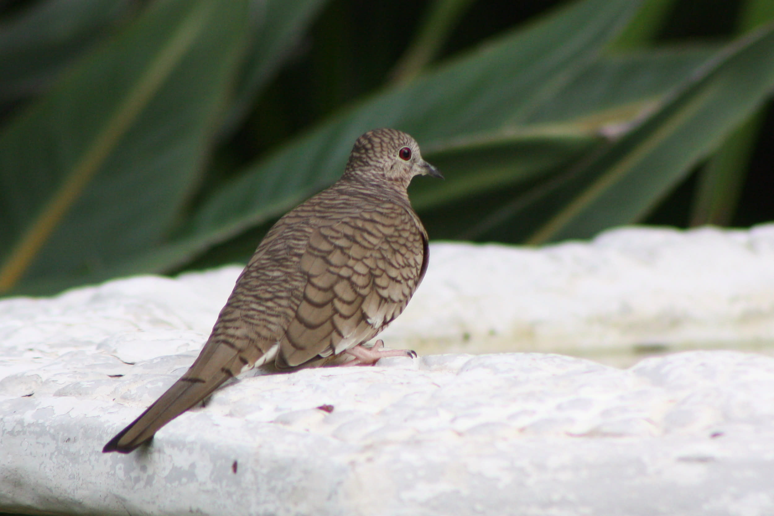 Inca dove
