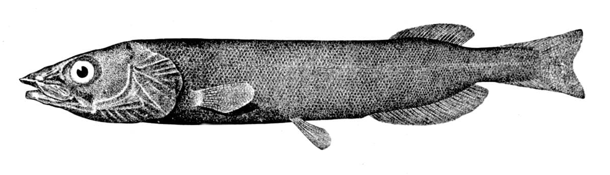 Japanese gissu