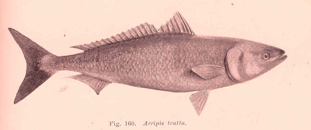 Kahawai