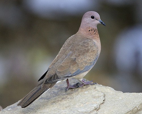 Laughing dove
