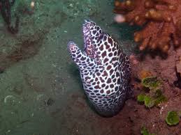 Leopard moray eel