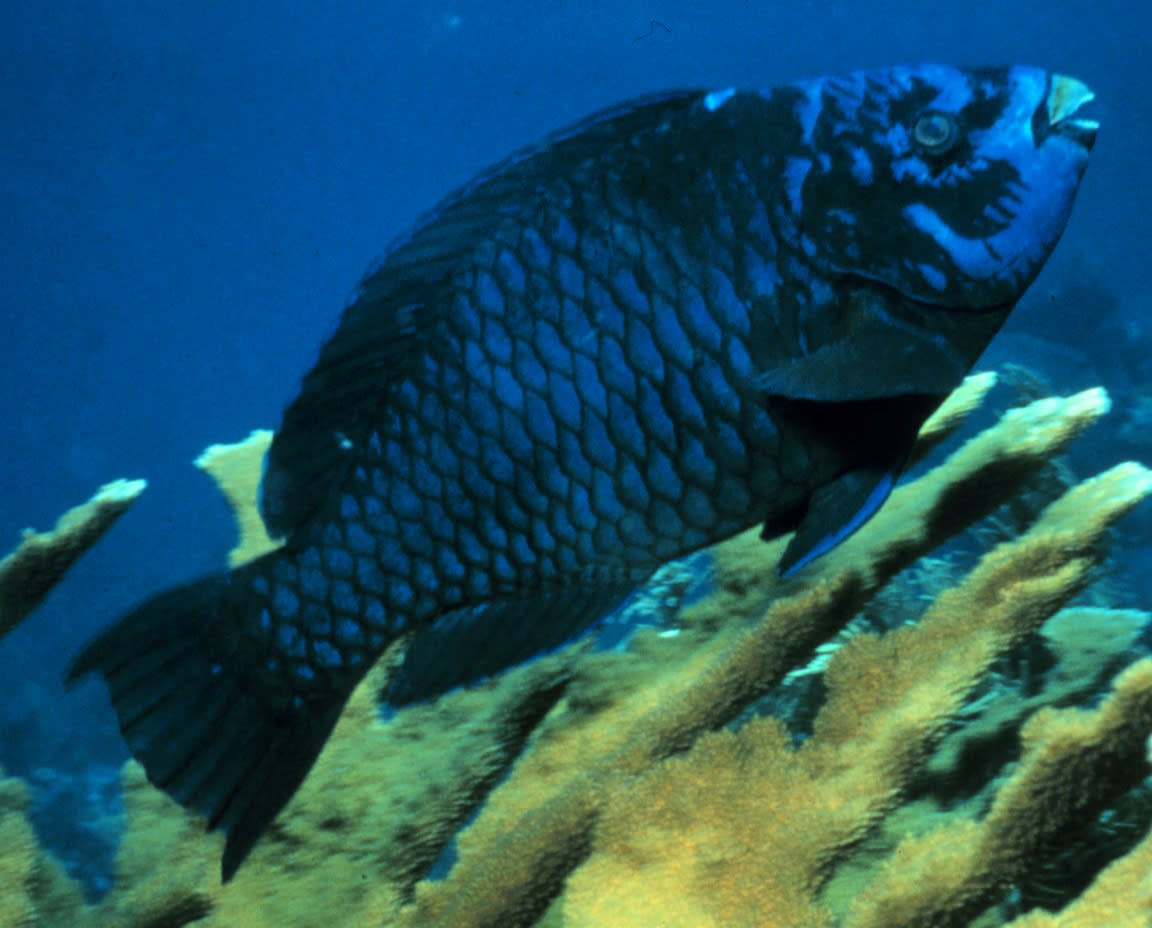 Midnight parrotfish