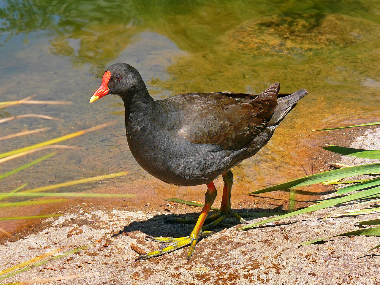 Moorhen